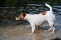 Smooth fox terrier dog stands in the water.