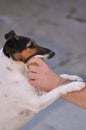 Dog with tennis ball in jaws Royalty Free Stock Photo