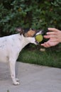 Dog with tennis ball in jaws Royalty Free Stock Photo