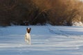 Smooth Fox Terrier is running on a flat snow surface.