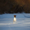 Smooth Fox Terrier is running on a flat snow surface.