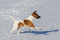 Smooth Fox Terrier is running on a flat snow surface. Training