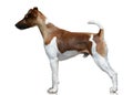 Smooth fox terrier stand isolated on white background. side view