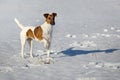 Smooth Fox Terrier standing in the rack on a flat snow surface.