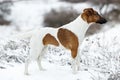 Smooth Fox Terrier standing in the rack on a flat snow surface.