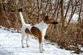 Smooth Fox Terrier standing in the rack on a flat snow surface.