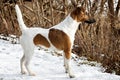 Smooth Fox Terrier standing in the rack on a flat snow surface.