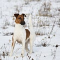 Smooth Fox Terrier standing in the rack on a flat snow surface.