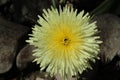 `Smooth Golden Fleece` flower - Urospermum Dalechampii Royalty Free Stock Photo