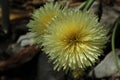 `Smooth Golden Fleece` flower - Urospermum Dalechampii Royalty Free Stock Photo