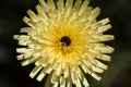 Smooth Golden Fleece Urospermum dalechampii Royalty Free Stock Photo