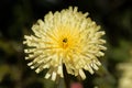 Smooth Golden Fleece Urospermum dalechampii Royalty Free Stock Photo