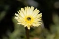 Smooth Golden Fleece Urospermum dalechampii Royalty Free Stock Photo