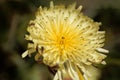 Smooth Golden Fleece Urospermum dalechampii Royalty Free Stock Photo