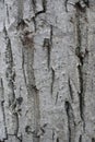 Smooth gray bark of Juglans regia