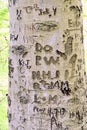 Initials in Beech Tree Bark