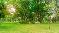 Smooth green grass lawn in good care maintenance garden, flowering plant, shrub and bush under shading the Rain oak trees