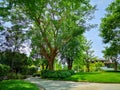 Smooth green grass lawn, greenery trees and shrub in a good maintenance landscape and garden, gray curve pattern walkway Royalty Free Stock Photo