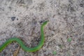 Smooth green grass snake slithers through the dry grass