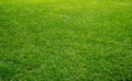 Smooth green grass, well-groomed lawn on a sunny day. Natural background of yellow-green grass in the sun. Stadium grass. Top view