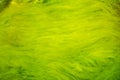 Smooth green seaweed Royalty Free Stock Photo