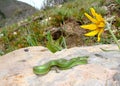 Smooth Green Snake Royalty Free Stock Photo