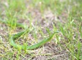 Smooth Green Snake in Grass Royalty Free Stock Photo