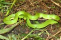 Smooth Green Snake (Opheodrys vernalis) Royalty Free Stock Photo