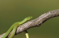 Smooth green snake on tree branch.