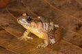 The smooth guardian frog (Limnonectes palavanensis) male with tadpoles on back in natural habitat