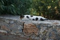 A smooth-haired black-gray-white cat lies on a stone fence near oleander bushes in the vicinity of the city of Lindos. Royalty Free Stock Photo