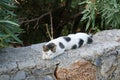 A smooth-haired black-gray-white cat lies on a stone fence near oleander bushes in the vicinity of the city of Lindos. Royalty Free Stock Photo