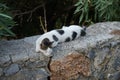 A smooth-haired black-gray-white cat lies on a stone fence near oleander bushes in the vicinity of the city of Lindos. Royalty Free Stock Photo