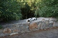 A smooth-haired black-gray-white cat lies on a stone fence near oleander bushes in the vicinity of the city of Lindos. Royalty Free Stock Photo