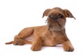 Smooth haired Brussels Griffon puppy