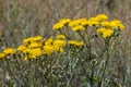 Smooth hawksbeard flower Royalty Free Stock Photo
