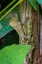 Smooth helmeted iguana in Cahuita National Park (Costa Rica)