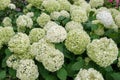 Hydrangea arborescens or smooth hydrangea or wild hydrangea or sevenbark or sheep flower blooming plant Royalty Free Stock Photo