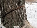 Smooth incision in the trunk of a thick tree against the background of snow in winter