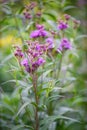 Smooth ironweed Vernonia fasciculata, plant with purple flower and buds