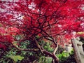 Smooth Japanese maple red leaves Royalty Free Stock Photo