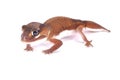 Smooth knob-tailed gecko, Nephrurus levis pilbarensis