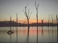 Smooth lake at sunrise, dead trees silhouetted and reflected in water.