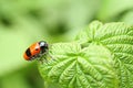 Smooth leaf beetle Clytra laeviuscula suborder nemonious Polyphaga. Beetle with red wings with black dots on raspberry leaf Royalty Free Stock Photo