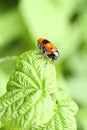 Smooth leaf beetle Clytra laeviuscula suborder nemonious Polyphaga. Beetle with red wings with black dots on raspberry leaf Royalty Free Stock Photo