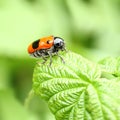 Smooth leaf beetle Clytra laeviuscula suborder nemonious Polyphaga. Beetle with red wings with black dots on raspberry leaf Royalty Free Stock Photo