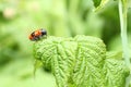 Smooth leaf beetle Clytra laeviuscula suborder nemonious Polyphaga. Beetle with red wings with black dots on raspberry leaf Royalty Free Stock Photo