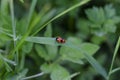 Smooth leaf beetle Clytra laeviuscula suborder nemonious Polyphaga. Beetle with red wings with black dots Royalty Free Stock Photo