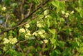 Smooth-leaf Elm Ulmus carpinifolia Royalty Free Stock Photo
