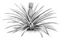 Smooth-Leaved Cayenne Pineapple vintage illustration